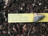 Image Les plantes dédiées à Montpellier